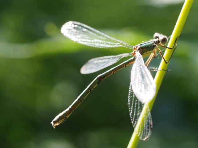 Lestes dryas, femmina